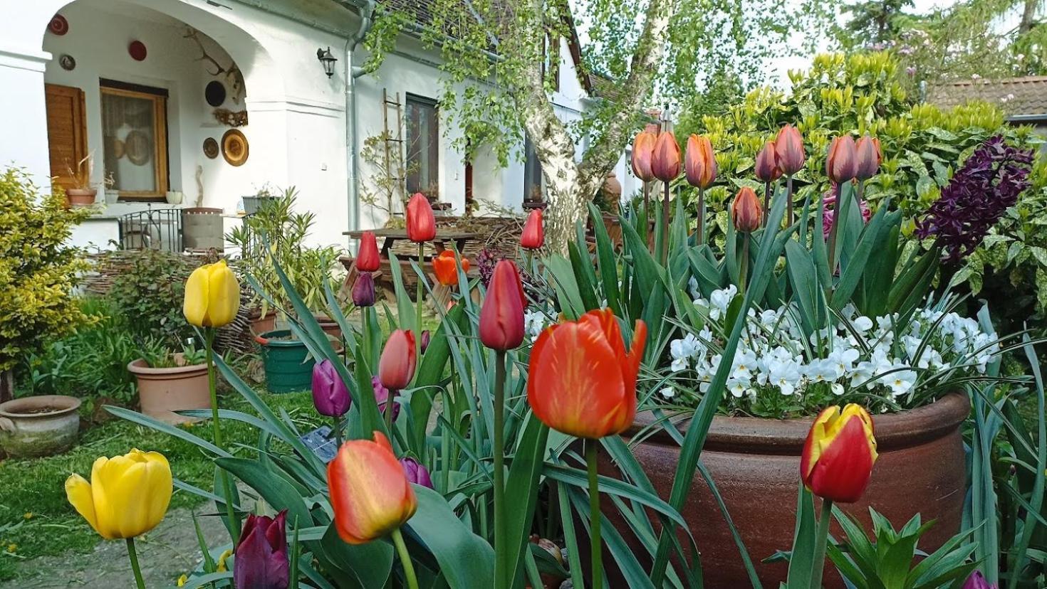 Ferienwohnung Bozsoki Piheno Exterior foto